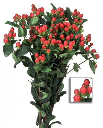 Hypericum RedShiney 70cm f.c.
