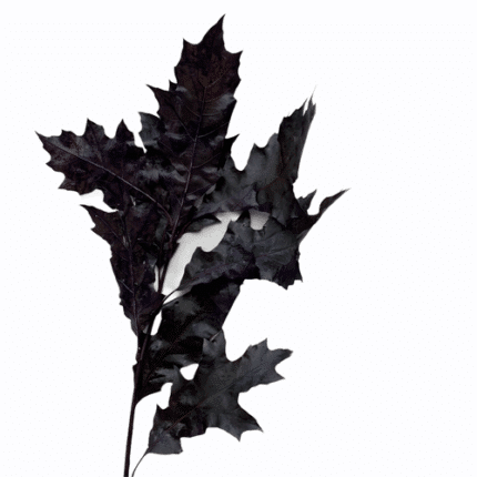 Dried Oak Eggplant holl