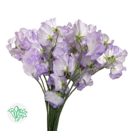 Sweet Pea Fujika holex