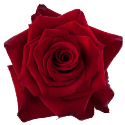 Rose Red Paris 60cm RFI