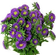 ASTER lavender calif