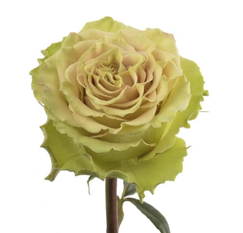 29c822b6-d71a-4aa9-a16b-1af59b26ff37.jpg Rose Green Matcha 70cm sunrite - Image 1