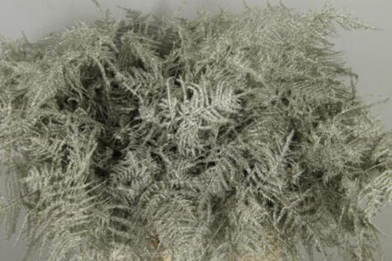 Asparagus Feather Platina 45cm
