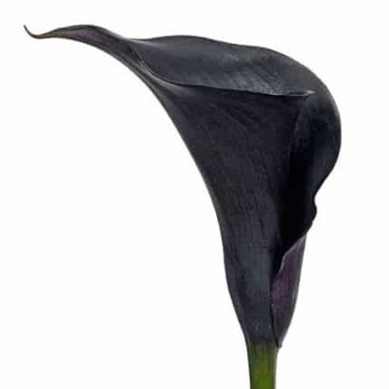 Callas Black cont