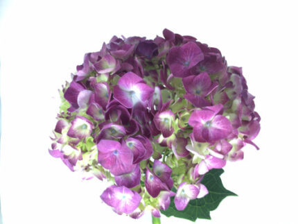 Hydrangea Raspberry hydraflora