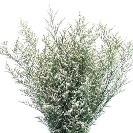 Limonium White rfi