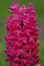 Hyacinth s.v. jan bos
