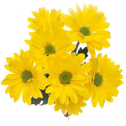 Pom Daisy Yellowstone sole