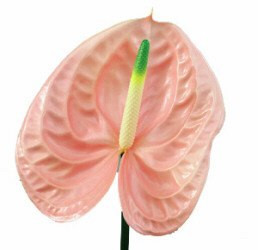 Anthurium mini pink canada x5