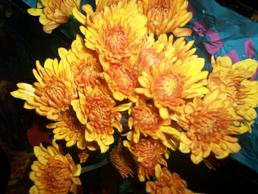 C B.SCOTCH poms EX