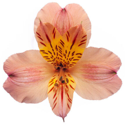 Alstro Sel Peach GLDN