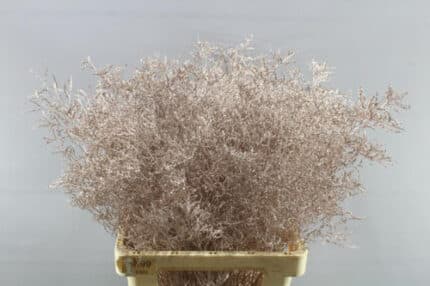 Limonium Champagne holl(10st)