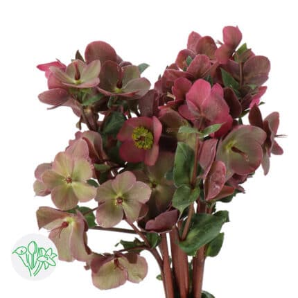 Helleborus Anna's Red holl