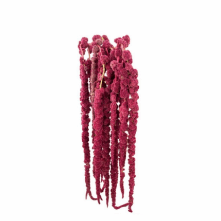 Amaranthus Hangin Red gro 70cm
