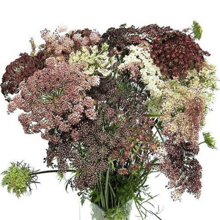 Lace Chocolate hilltop