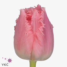 Tulip Frill Cacharel holl