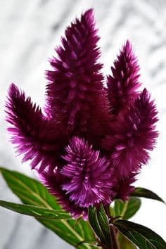 Celosia Purple mccreight