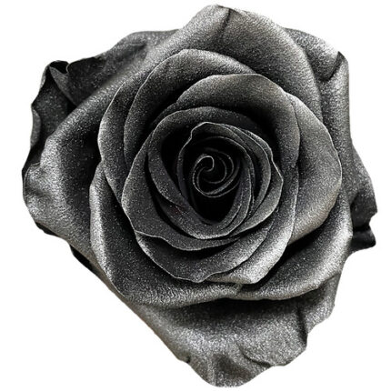 Rose Metallic Black 50cm flore