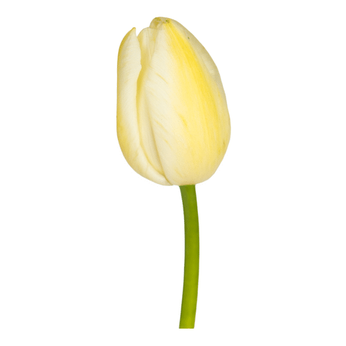 2a66e426-f498-4816-8dc2-9311524cf9db.png Tulip French Pale Yellow holl - Image 1