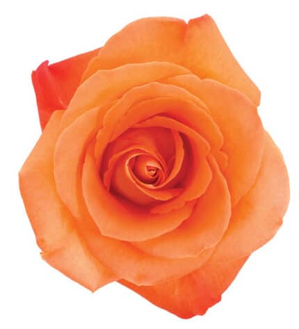 Rose Voodoo 50cm tessa