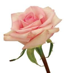 Rose Sophie 60cm rfi