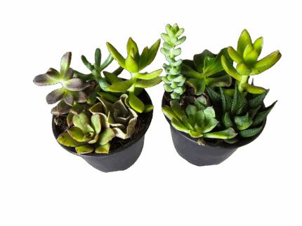 4" Succulent Combo