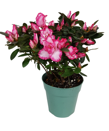 4" BLOOMING AZALEA