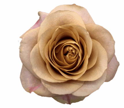 Rose Symbol 40cm rfi