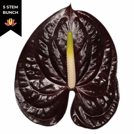 Anthurium Showtime Small (x5 st) canada