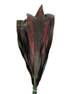 Leaves Ti Black egreen