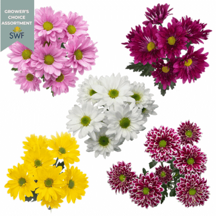 Pom Daisy Asst Sole