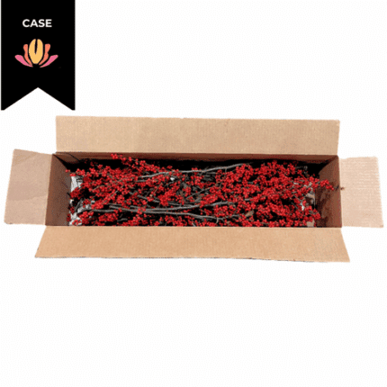 Ilex Autumn Glow Red cramer (case)