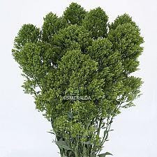 Trachellium Green flboard