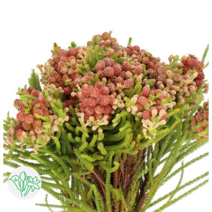 Berzelia Strawberry holex 10st