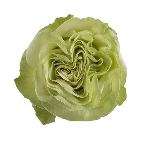 2ac85fde-4bf9-401e-821d-bf8d8d6fcf51.jpg Rose Wasabi 50cm naranjo - Image 1