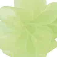 CHIF #3 CHIFFON asiana clean gr 25y