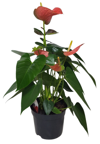 6" BLOOMING ANTHERIUM