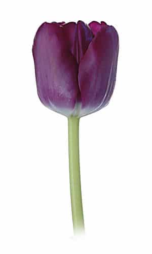 TULIP holl saigon(purple)
