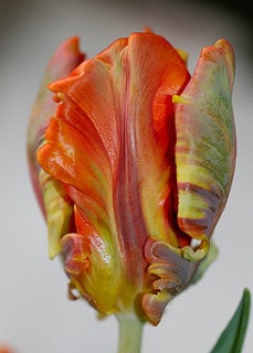 Tulip Parrot Rasta xtra holl