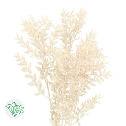 Dried  It Ruscus Cream holl