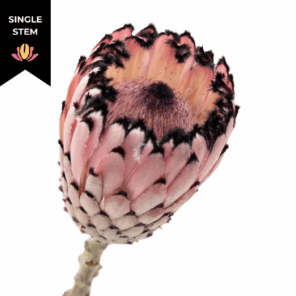 Protea Didi holex (stem)