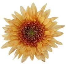 Mum Cremon Bronze holex