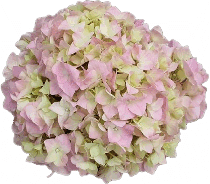 Hydrangea Shell Pink large gro