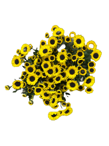 Pom Ying Yang Yellow sole blac