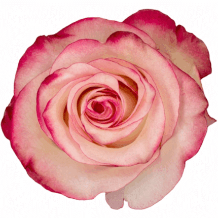 Rose Paloma 60cm Rprima