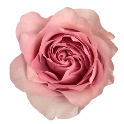 Rose Sweet4Love 40cm Florecal