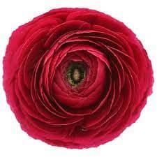 Ranunculus Cloony Passion holl