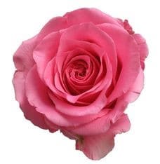 Rose Ballet 60cm qual