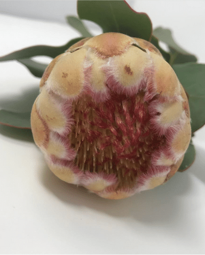 Protea Peach Pink rfi(STEM)