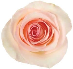Rose Senorita 40cm sunrite
